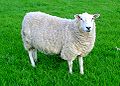 image Sheep for Sacrifice and Wool © Jack Hynes Wikimedia Commons