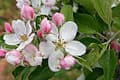 The hasawa laid out apple blossoms as a path to bring home the angry god, photo © Fir0002 Flagstaffotos Wikimedia Commons